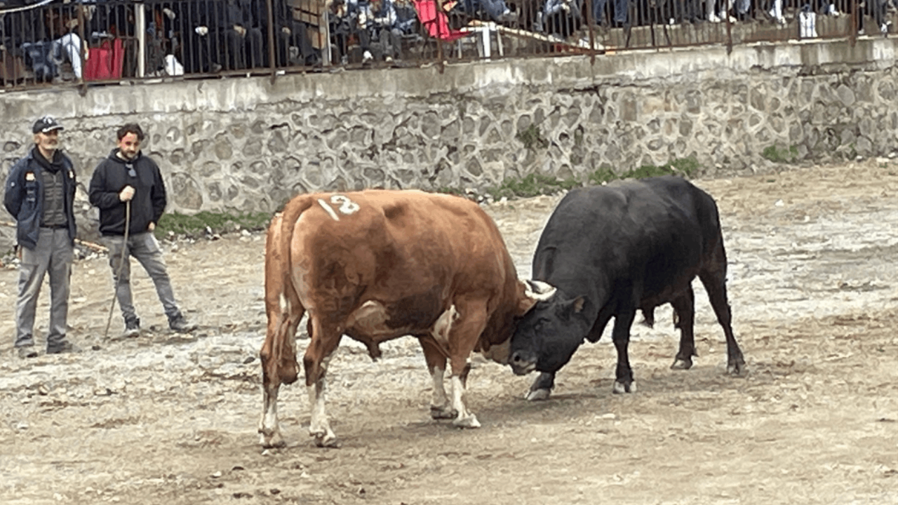 Artvin’de boğa güreşi heyecanı