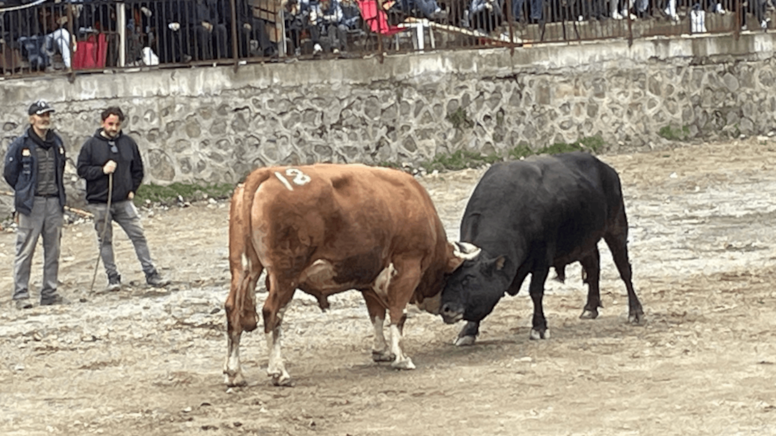 Artvin’de boğa güreşi heyecanı