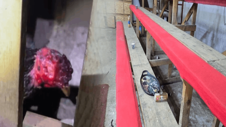 Horoz dövüştürüp bahis oynayan 32 kişiye dudak uçuklatan ceza