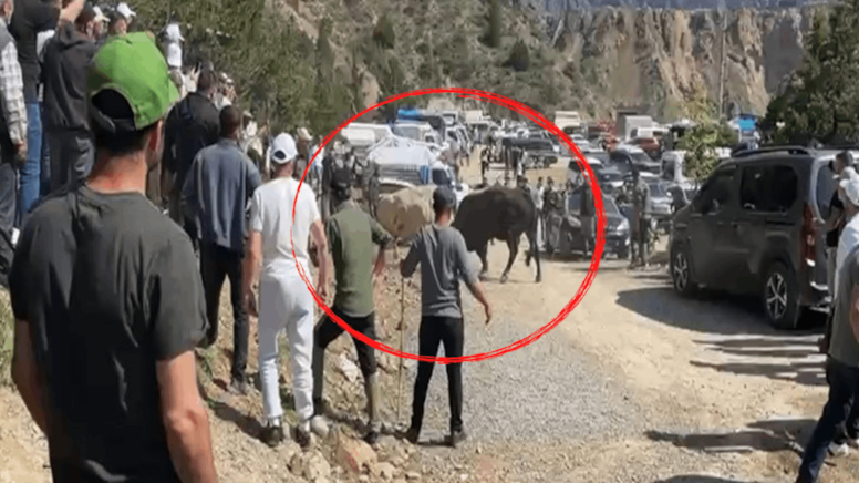 Boğaların güreşi arenanın dışına taştı: Panik anları yaşandı