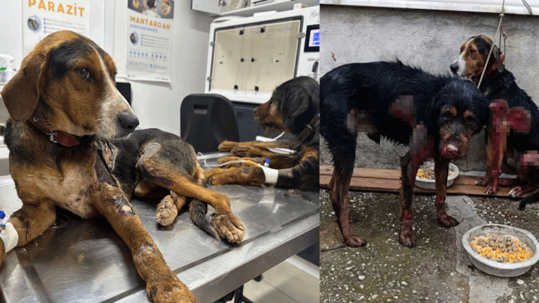 Caniliğin böylesi: Bağladıkları 2 köpeği kilometrelerce sürüklediler