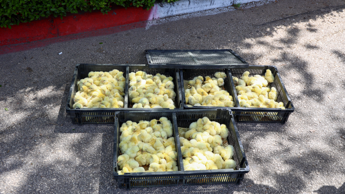 Otobüsle gönderilen 300 civcive el konuldu