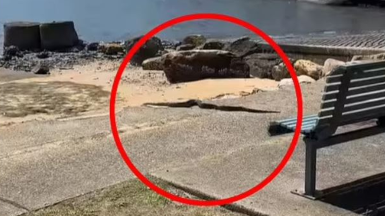 4 metre boyunda şehrin göbeğinde geziyor: Henüz yakalanmadı