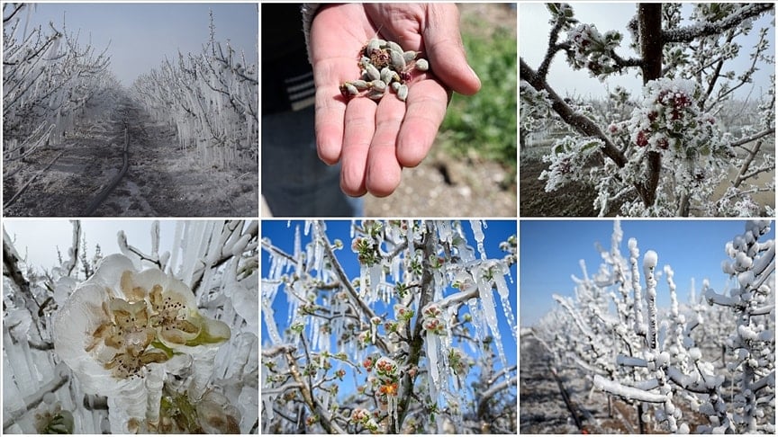 Zirai don alarmı: Üreticilere kritik uyarı ve önlem çağrısı