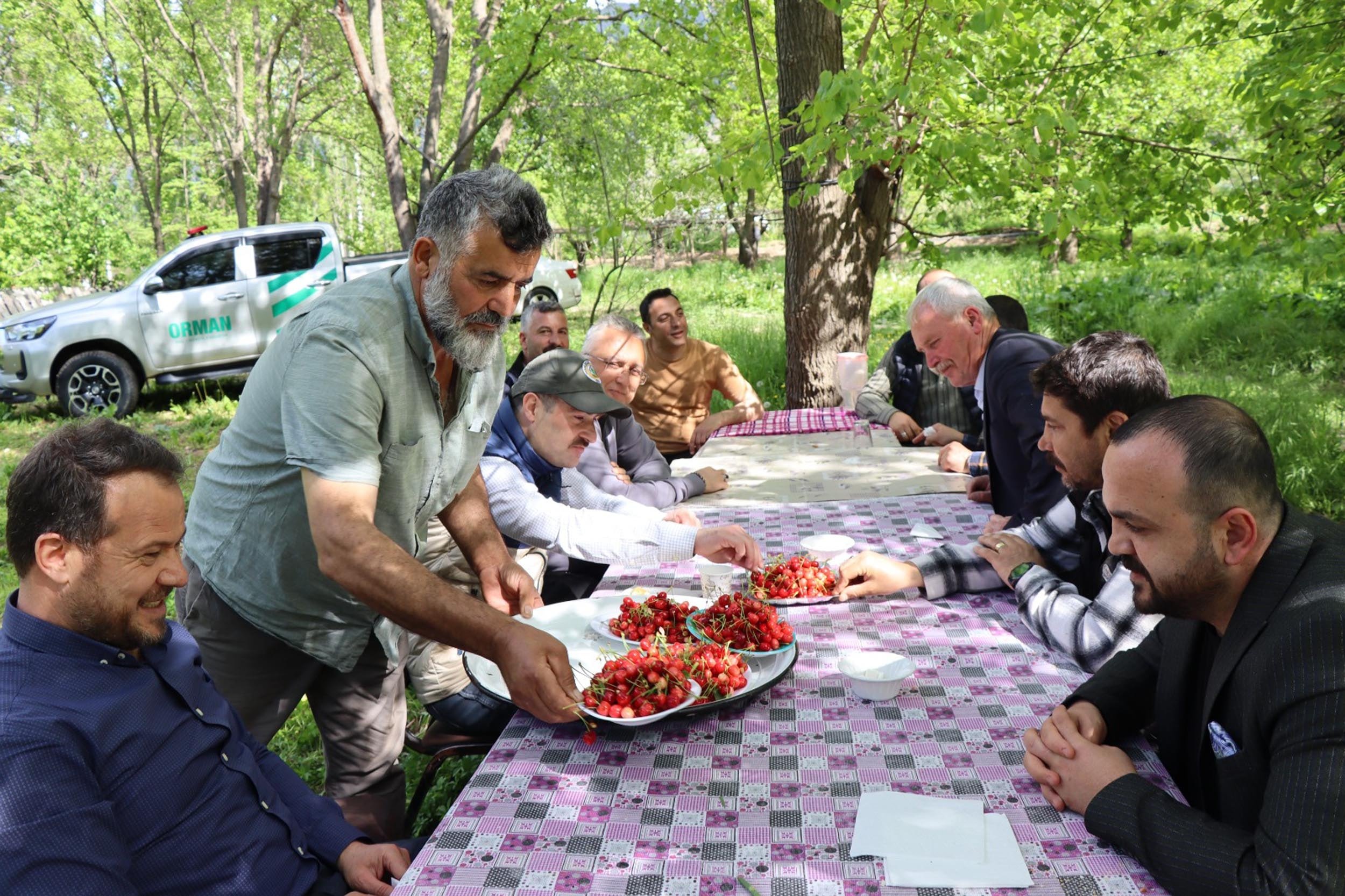 Yılın ilk hasadı başladı, ağaçlar dolup taştı
