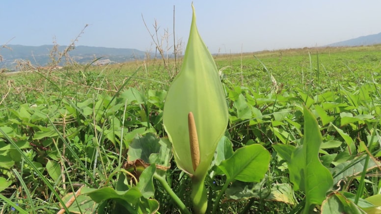 Yeni keşfedilen bitki türü risk altında!