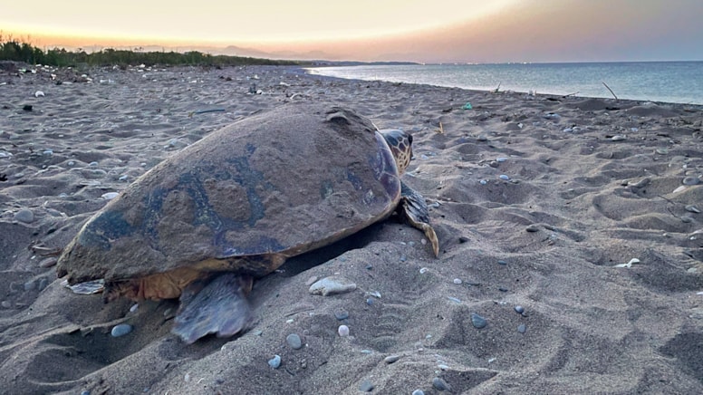 Mucize başladı: Caretta carettalardan ilk yuva