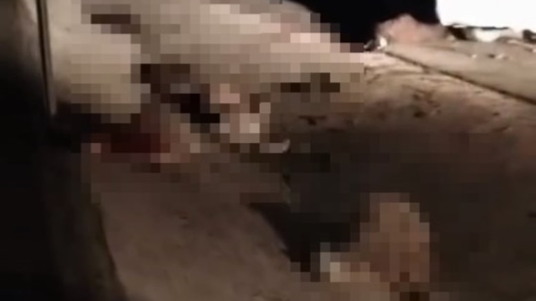 Otomobilin çarptığı 15 oyun telef oldu