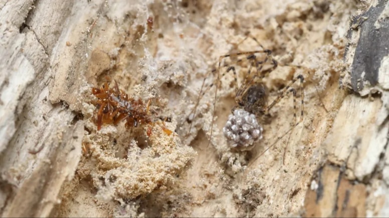 'Kemik koleksiyoncusu tırtıl': Topladıklarını kamuflaj olarak kullanıyor