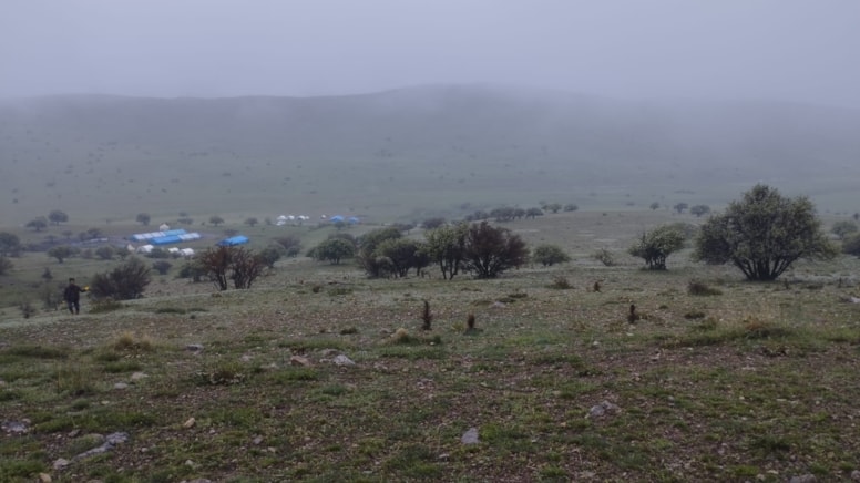 Köye inen kurtlar ağıldaki hayvanlara saldırdı