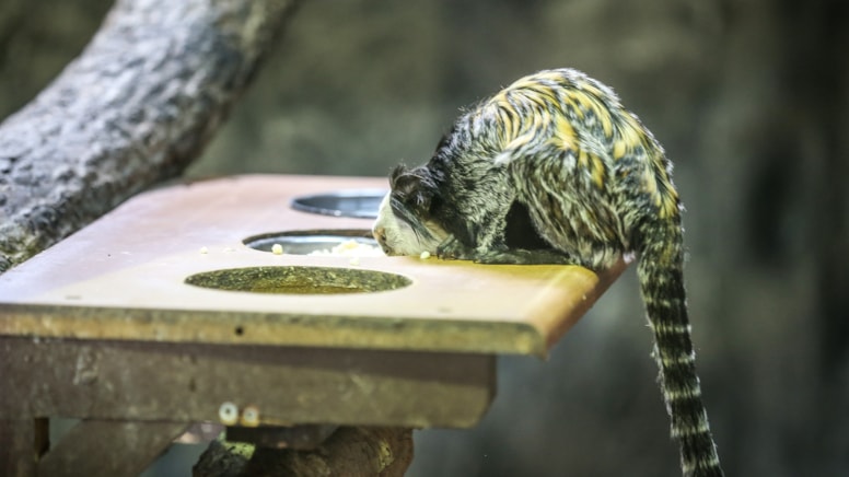 10 yıldır Bursa'da yaşayıp kurtçuk yiyorlar: Türün kuyruğu vücudundan bile uzun