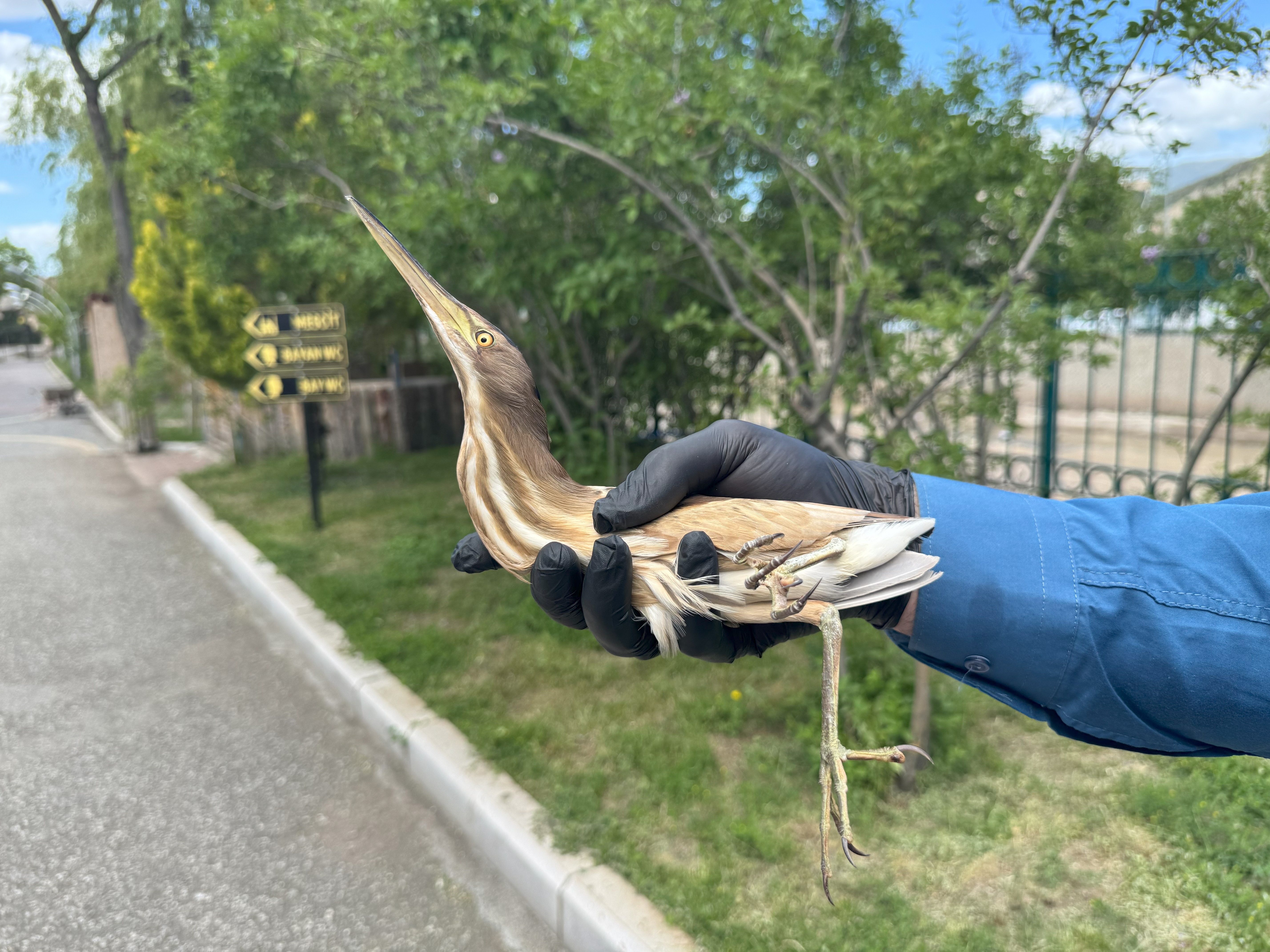 Erzurum'da nesli tükenme tehlikesi altındaki kuş yaralı olarak bulundu