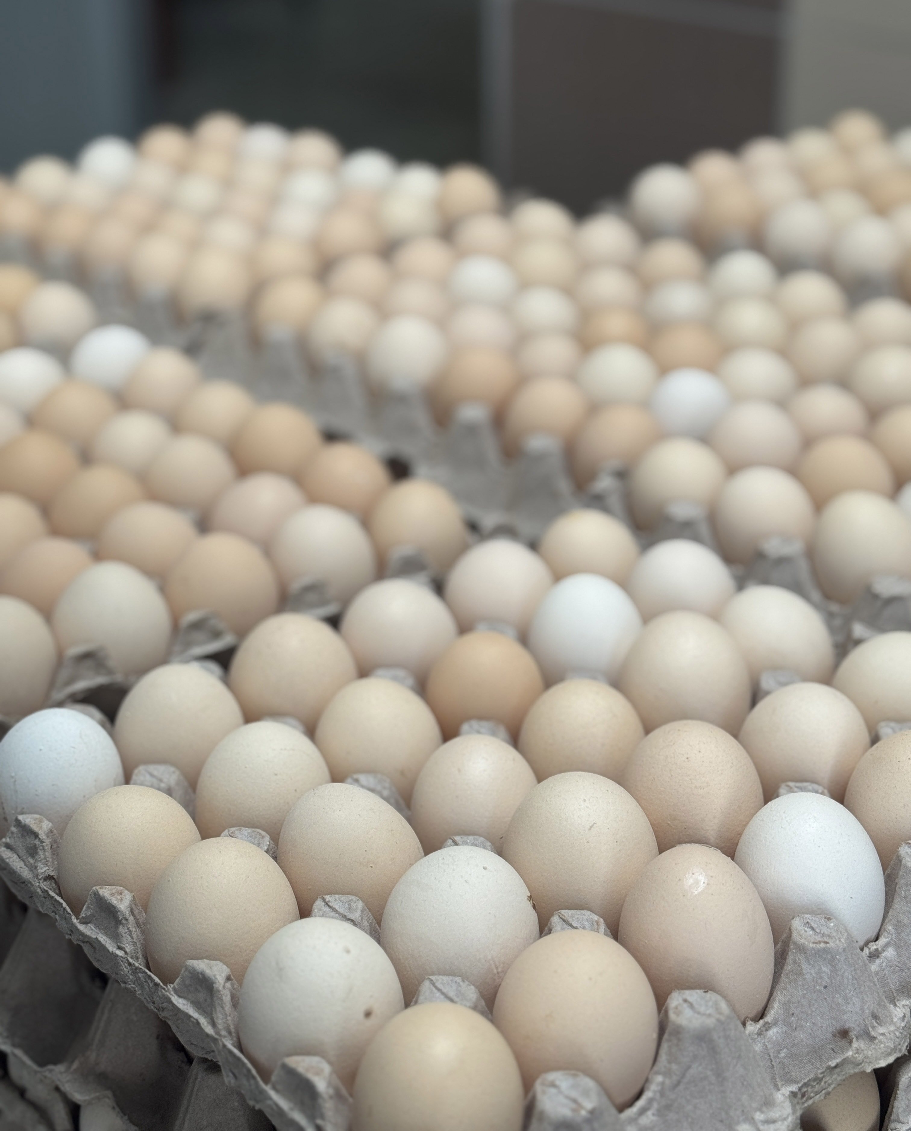 Marketlerdeki Yumurtalar