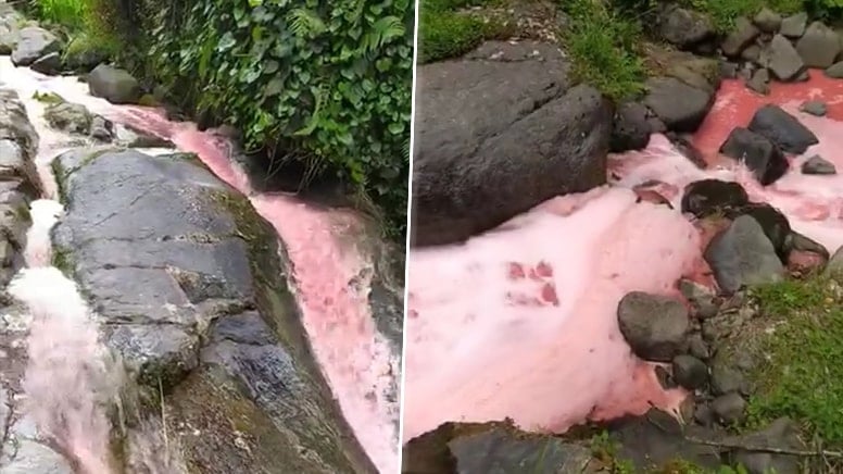 Rize'de derenin rengi kırmızıya döndü, halkı endişelendirdi