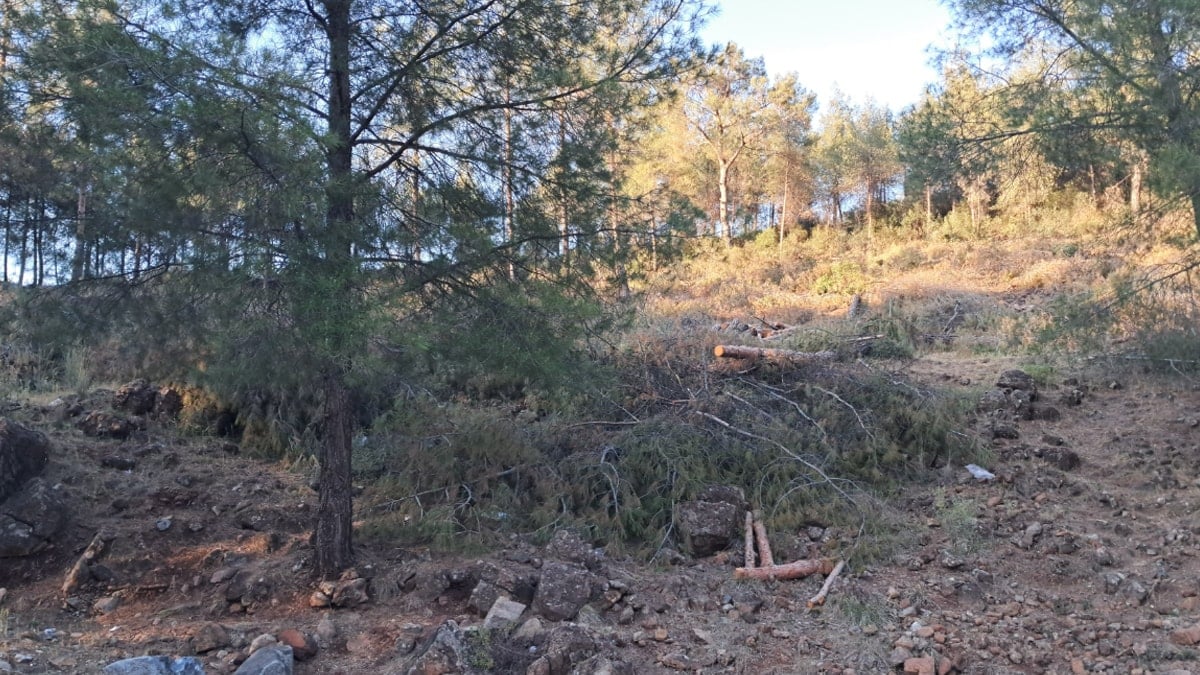 Hatay'da TOKİ projesi için ağaçlar kesildi!