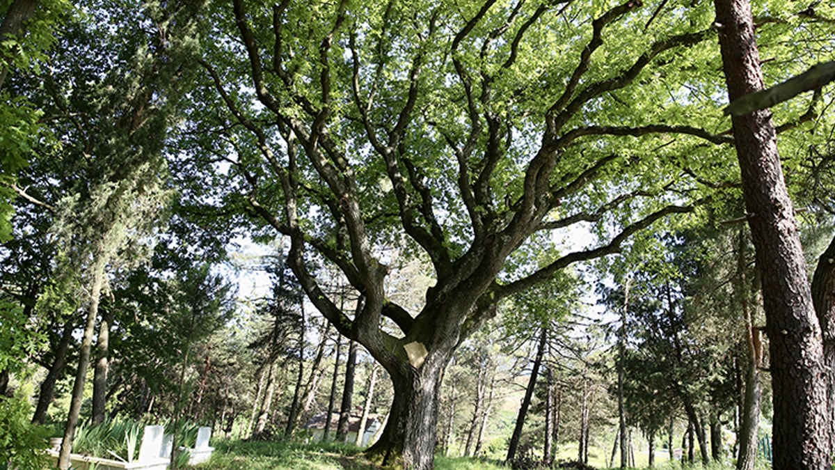 Zamana direniyorlar, onlar tarihin 'canlı şahitleri'