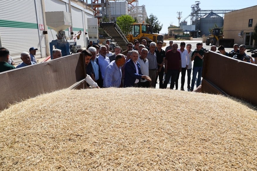 Mardin'de sezonun ilk arpa hasadı yapıldı - 10 Mayıs 2025
