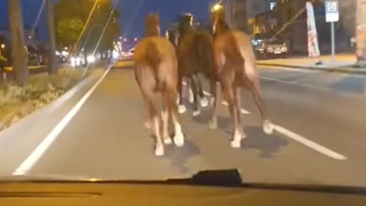 Bir dönem Türkiye'nin en zengin iş adamıydı, dün gece de çiftlikteki atları kaçtı