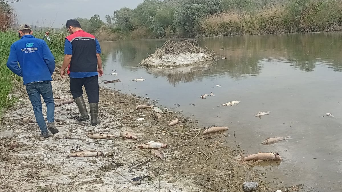 Kızılırmak Nehri'nde korkutan balık ölümleri