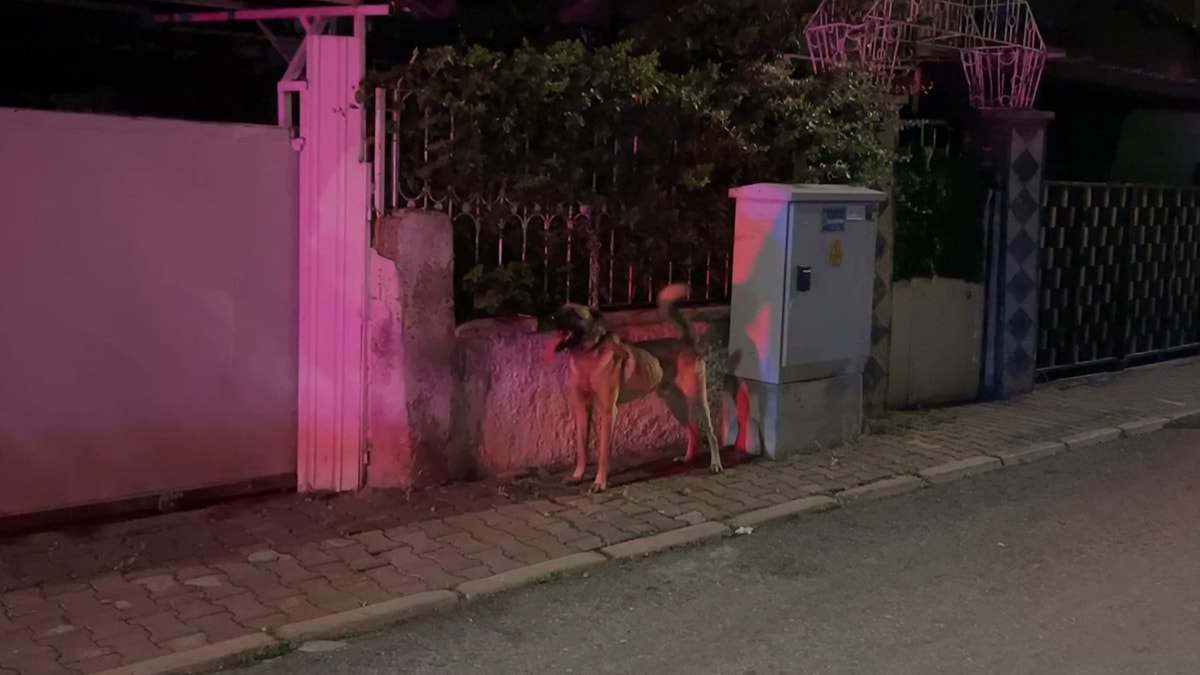 Kayseri'de sahipli köpek 6 yaşındaki çocuğu ısırdı