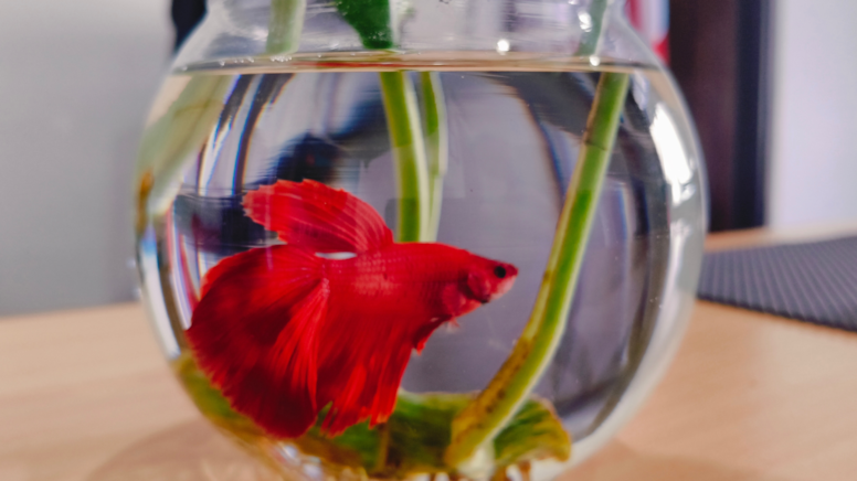 Milyonlarca insanın evde balık beslemesinin nedeni buymuş