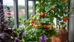 Balkonunda hasat yapanlara çöpten gelen mucize: Jet hızıyla büyüyorlar