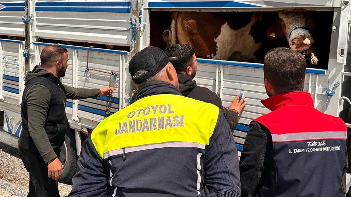 Kaçak hayvan getiren besiciye 105 bin lira ceza