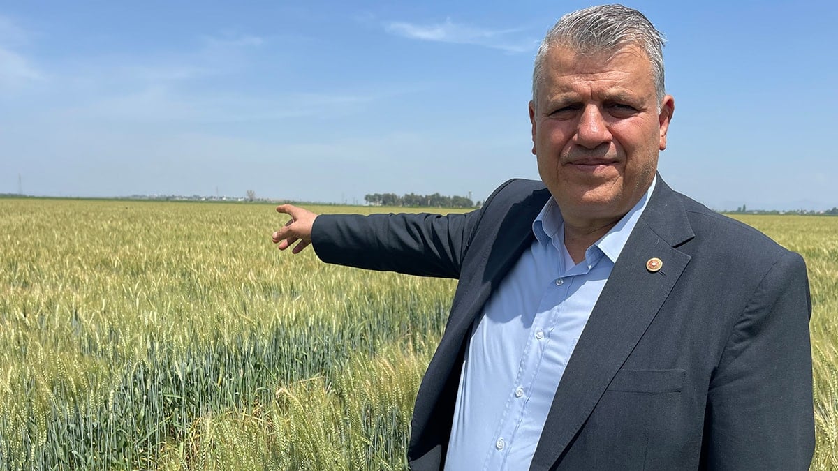Buğday üretiminde korkutan kayıp