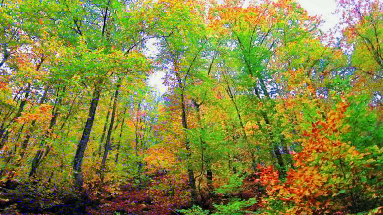 Ormana girişler bir şehirde yasaklandı!
