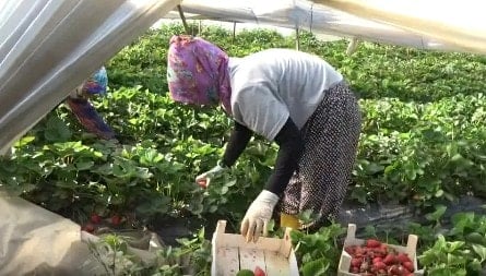 Tarlada isyan: 'Biz artık et, süt, yoğurt alamıyoruz'