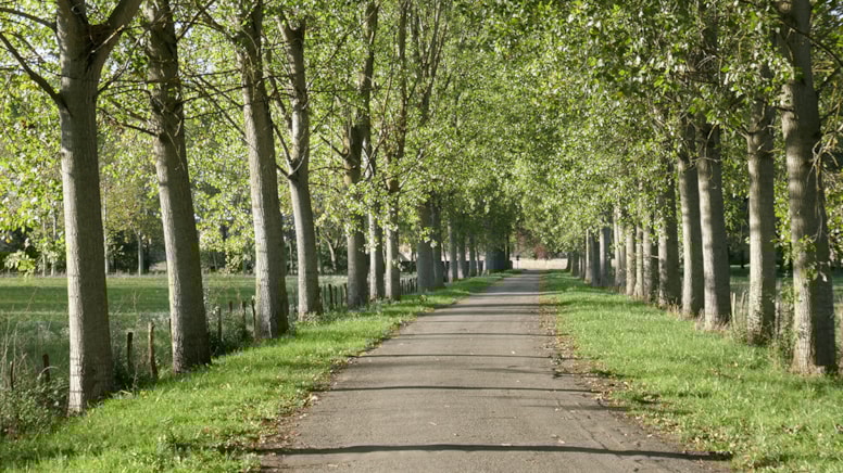 Her gün önünden geçiyoruz ama kimse farkında değil: Yaprağını kaynatıp içiyorlar