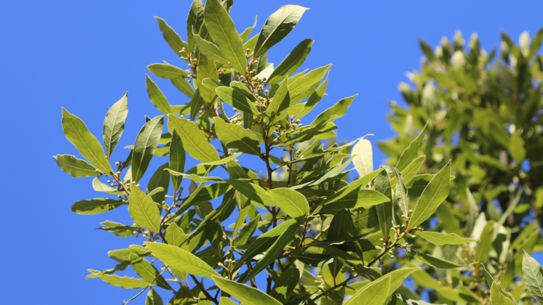 Sinoplu kadınlar özenle toplayıp ilaç yapıyorlar: Yüzyıllardır evlerinde var