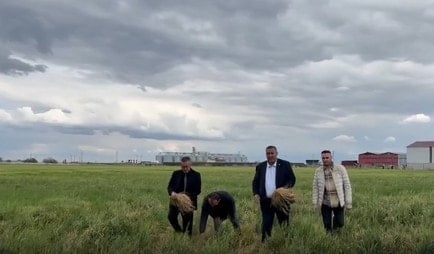 CHP'li Gürer: Don arpanın verim ve rekolte kaybına yol açtı