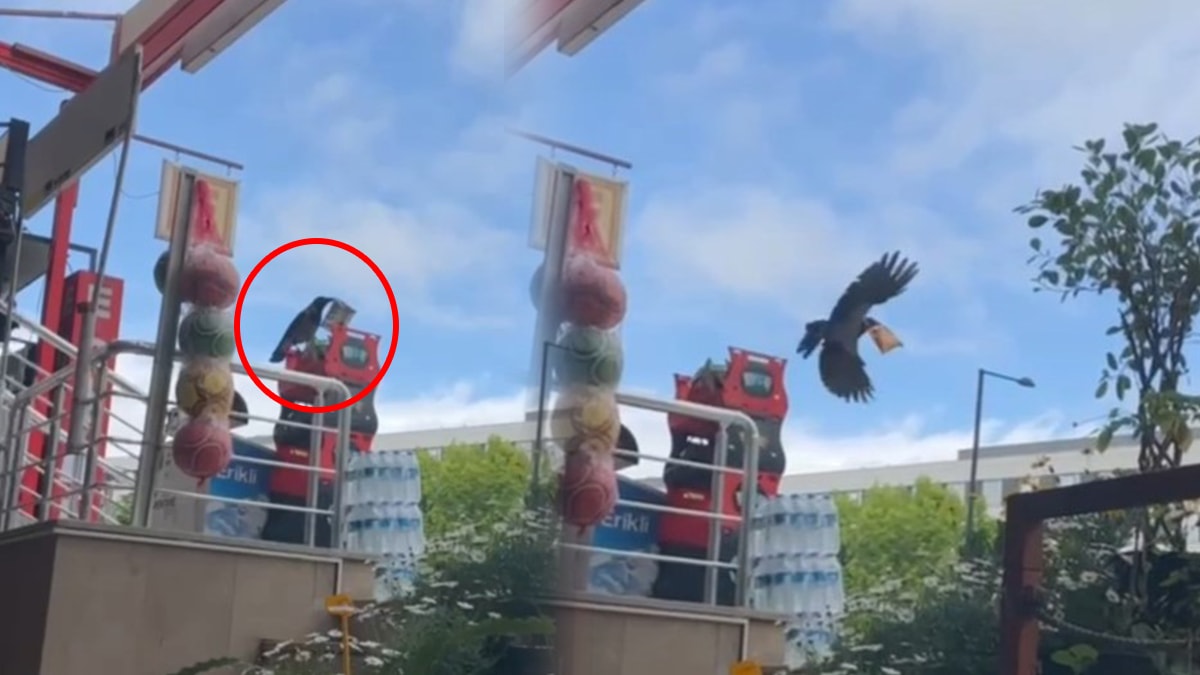 'Hırsız' kargayla esnafın diyaloğu gündem oldu