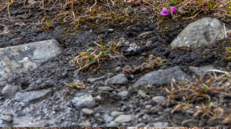Bahçesine eken büyük tehlikeden kurtuluyor: Yol kenarında bile yetişiyor