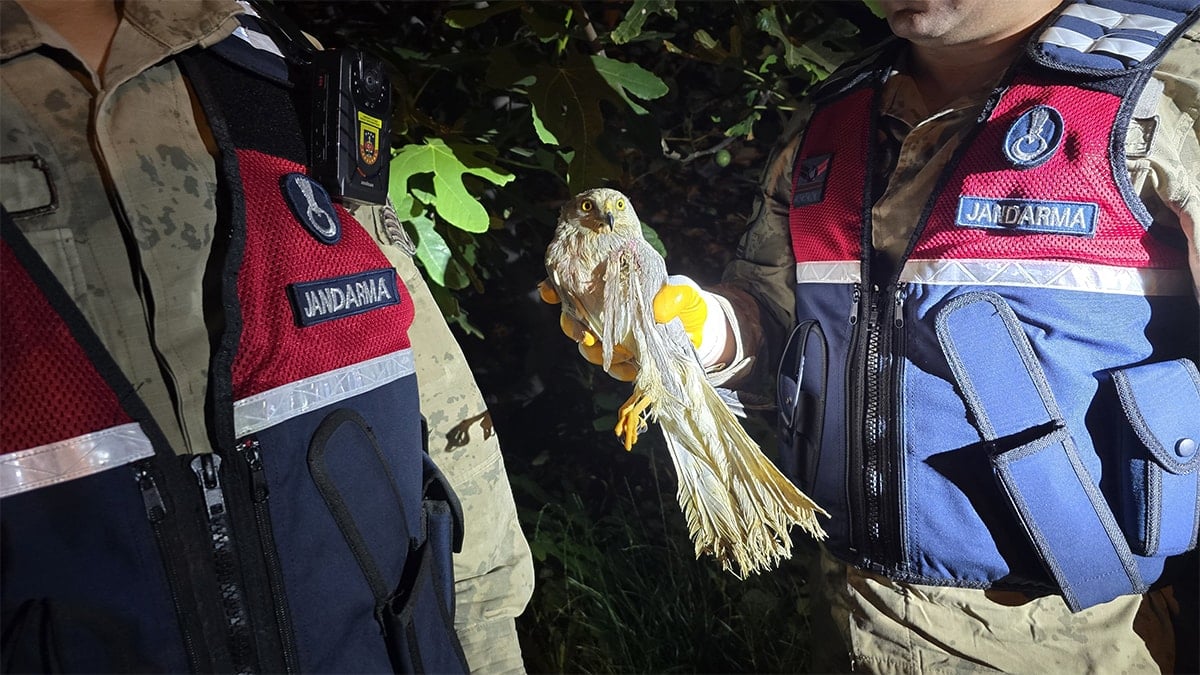 Nesli tükenmek üzere! Hatay'da yaralı halde bulundu