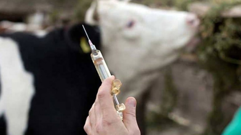 Hakkari'de 'şap' paniği: Hayvan hareketleri geçici süreyle durduruldu