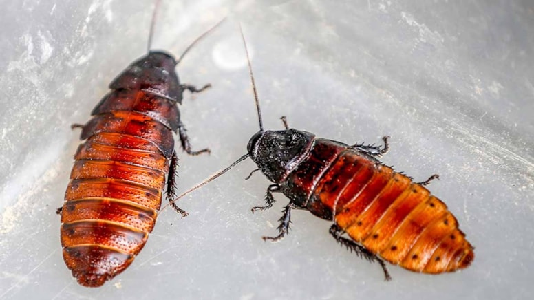 Evinizde hamamböceği varsa dikkat! Bu etkisi sizi çok şaşırtacak!
