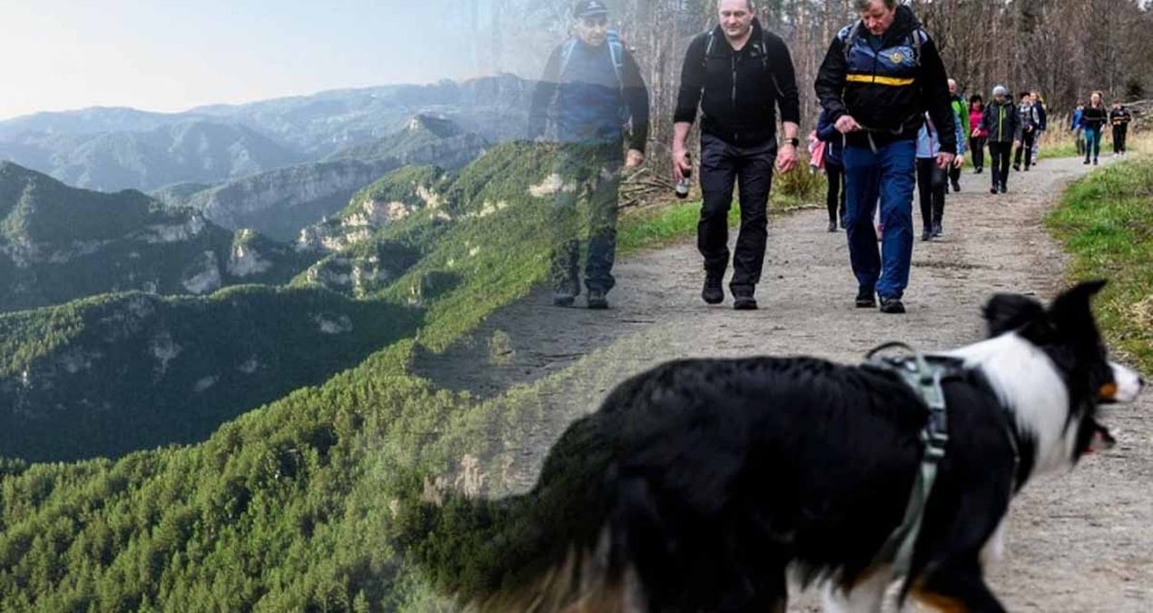 Almanya'yı Sarsan Kiraz Hasadı: Evcil Hayvanlara Yönelik Ölümcül Distemper Virüsü Alarmı!