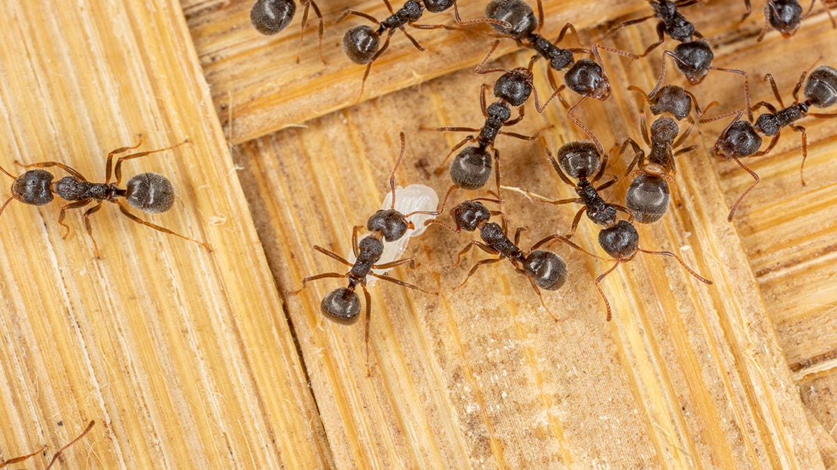 Kimyasalı unutun! Bu yöntemle karıncalar evinizin yanına bile yaklaşmayacak