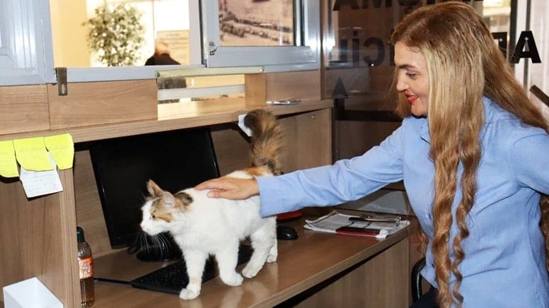 Adalet Sarayı'nın sevimli kedisi: 9 yıldır adliye koridorlarında dolaşıyor