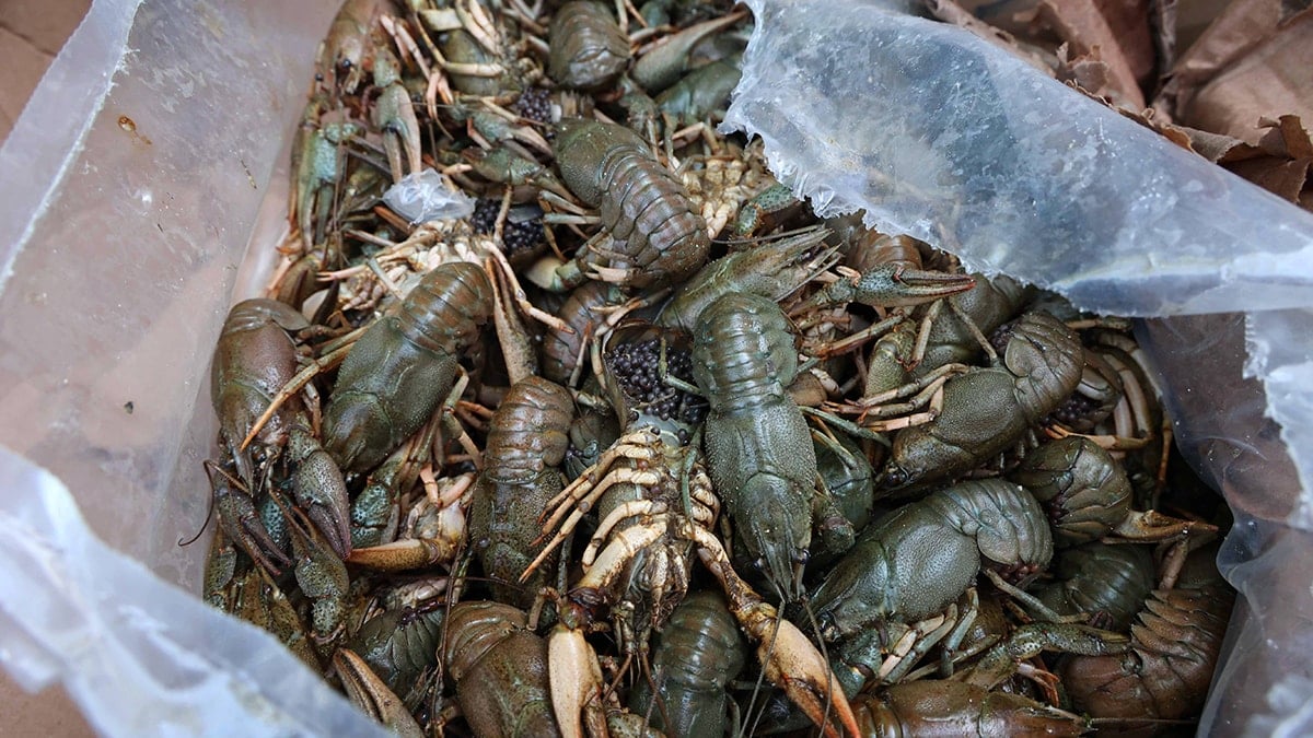 Otobüs terminalinde görenler inanamadı! Tam 300 kilo ve canlı...