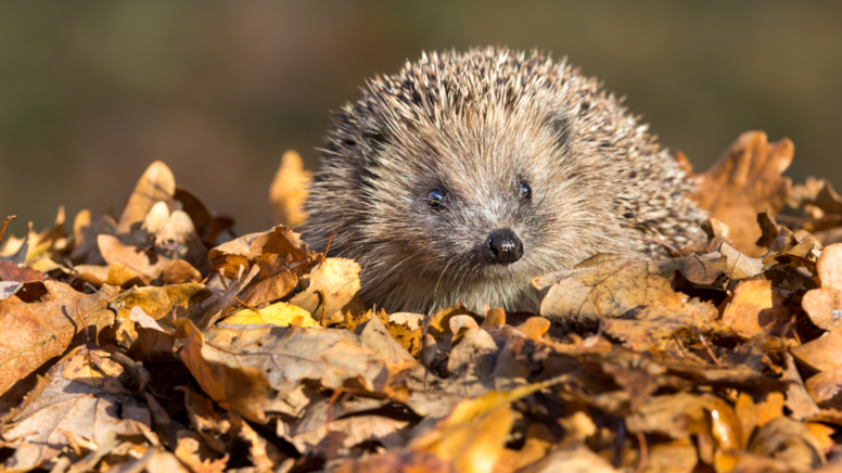Bahçesinde kirpi görenlere acil uyarı