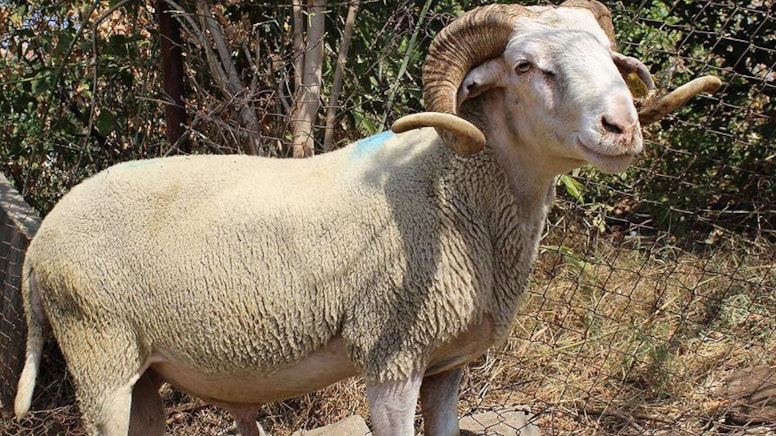 Kurbanlık aldığı koçla arkadaş gibi oldu