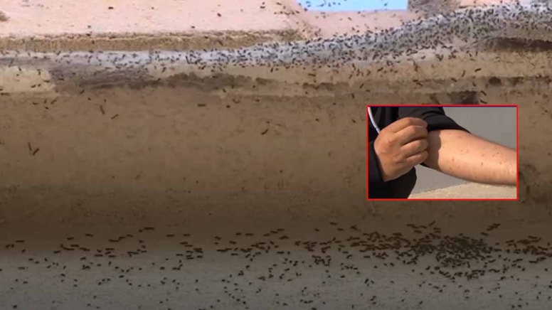 Fransa'da köylüler evlerini terk ediyor! Her yere yayıldı, yaşamak imkansız