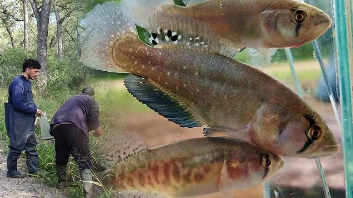 Yeni bir balık türü keşfedildi: Kuraklığa meydan okuyor, suya ihtiyacı yok!