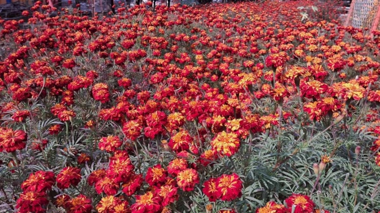 Yaz boyunca çiçek açar, sivrisinekleri uzaklaştırır, sıcağı sever: Ay sonundan önce ekin!
