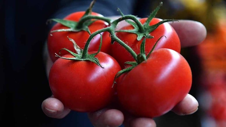 Domatesteki bu çizgiler içinin pestisitlerle dolu olduğunu gösteriyor!