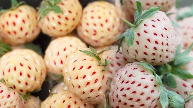 Görüntüsü çileğe benziyor, tadı ananas gibi: Bu az bilinen bitki, gerçek bir hazine!