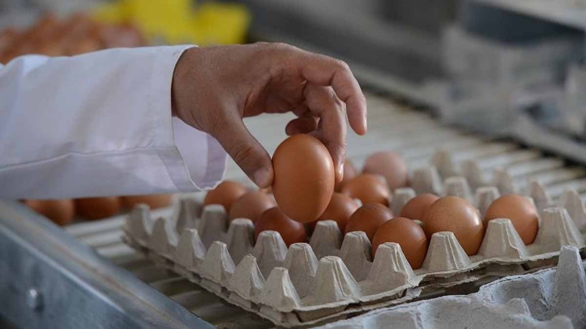 Bu test yumurtanın taze olup olmadığını riske girmeden çözüyor: Her seferinde 1 kez uygulayın!